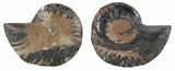 Split Black/Orange Ammonite Pair - Unusual Coloration #55557-1